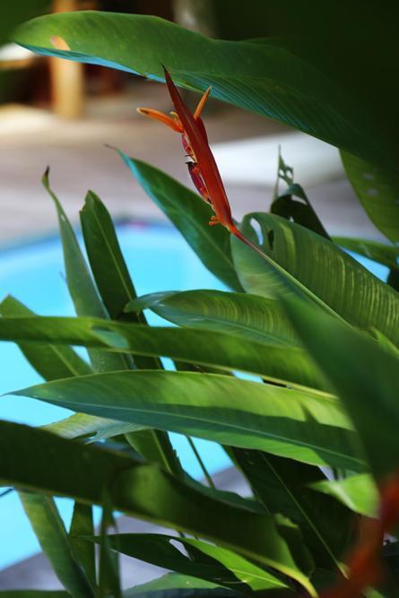 Villa Vermelha - Altos De Trancoso Dış mekan fotoğraf